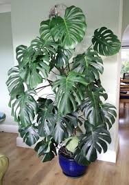 Monstera Deliciosa Google Search Tropical Landscaping Monstera Deliciosa Landscape