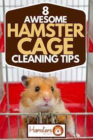 8 Awesome Hamster Cage Cleaning Tips – Hamsters101.Com