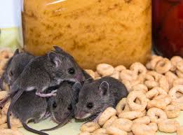 So, rather than chasing the problem or making emergency pest control calls, we focus on preventing mice and vermin from entering a property in the first place. Stop Mice From Getting Into The House Planet Friendly Pest Control