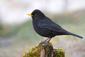 Birds Of A Feather 2019 Cast Cast Your Vote For Britain S National Bird Black Bird Science Nature Cast Your Vote
