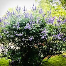 Check spelling or type a new query. Shoal Creek Chaste Tree For Sale Online The Tree Center