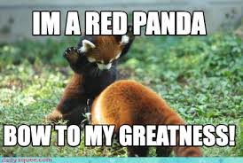 Images tagged cute red panda. Meme Creator Funny Im A Red Panda Bow To My Greatness Meme Generator At Memecreator Org