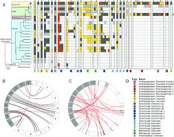 Image result for Alloteropsis