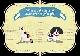 Heatstroke Guide For Cats And Dogs Rspca Pet Insurance