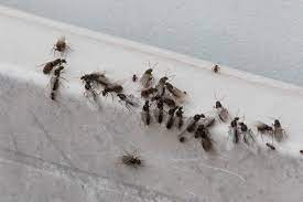 In most circumstances, they bunch together and become stationary in winter, so they can keep warm. How To Get Rid Of Flying Ants Ants Com