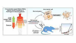 Huntington S Disease Provides New Cancer Weapon Chemistry Of Life Processes Institute