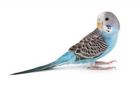 Download in under 30 seconds. Basic Information Sheet Parakeet Lafebervet