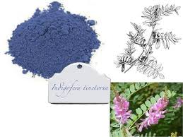 Indigofera tinctoria (True Indigo) Home ...