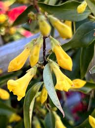 Image result for Gelsemiaceae