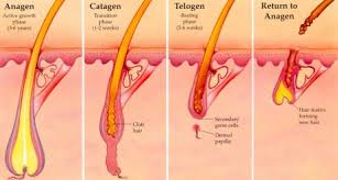 Laser Hair Growth Re Growth Cycles With Illustration