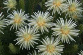 Image result for Phylica