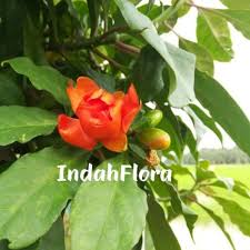 Waktu dan saat itu, saya sendiri tidak pasti bagaimana cerita pokok jarum mas tersebut bermula apatah lagi boleh menjualnya. Pokok Jarum Tujuh Bilah Shopee Malaysia