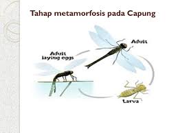 Metamorfosis tidak sempurna juga dikenal sebagai paurometabolism , hemimetabolism , atau metamorfosis tidak sempurna melewati tiga tahapan yaitu telur, nimfa, dan dewasa, atau tahap perubahan dari larva menjadi nimfa ditandai dengan terjadinya proses molting atau pergantian kulit. Harlinda Syofyan S Si M Pd Ppt Download