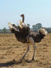 Bird That Looks Like An Ostrich Birds Of Kenya Bird Safaris To Try Going On Safari Ostriches Like Animals Bird Species