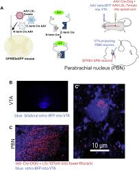 Touch neurons underlying dopaminergic pleasurable touch and sexual  receptivity: Cell