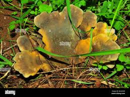 Image result for Paxillus panuoides