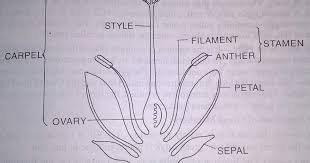 Definition A Flower Is A Modified Reproductive Shoot Tip Of Determinate Growth Bearing Either Only Microsporop Parts Of A Flower Pistil Flower Leaves Meaning