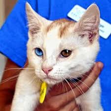 Sign up for our pet alerts to be notified when cats who fit your criteria go up for adoption. Cat Napped Police Seek Duo That Stole Flint Kitten From Dakin Humane Society
