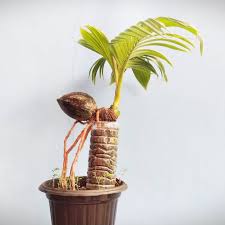 Dijamin bisa membuat pekarangan rumah menjadi unik dan berbeda dari rumah yang lainnya. Bonsai Kelapa Gaya Ayam Shopee Indonesia