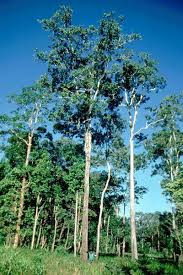 Image result for Acacia mangium