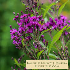 Image result for Vernonia kirkii