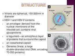 Learn more about the symptoms. Herpes Simplex Virus