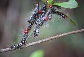 Skeletonizes leaves, leaving behind only their veins. Azalea Caterpillars What S That Bug
