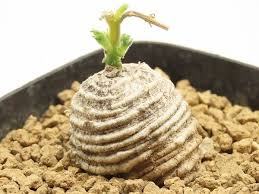 Image result for Trochomeria polymorpha