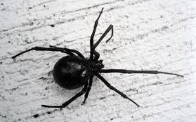 The black widow spider is a large widow spider found throughout the world and commonly associated with urban habitats or agricultural areas. Door To Nature Northern Black Widow Spider Door County Pulse