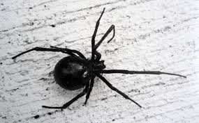 Where do black widow spiders live in our homes? Door To Nature Northern Black Widow Spider Door County Pulse