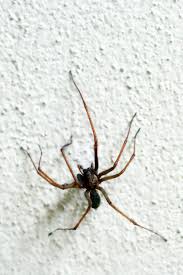 Maybe you would like to learn more about one of these? Mann Will Spinne Toten Und Bekommt Besuch Von Der Polizei Gala De