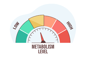 When is your metabolism the fastest during the day? - HEALTHIANS BLOG