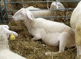 În ciuda caracterului respectabil pentru speciile de animale domestice, rasa este încă. Rase De Oi Cristi2011