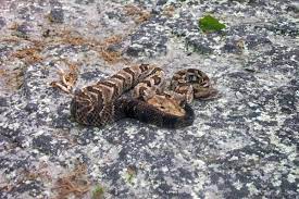 Timber Canebrake Rattlesnake North American Wildlife Rattlesnake Timber