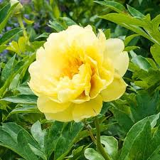 Save today with these cheap home & home improvement sales and discounts. Peony Sale Bartzella Itoh Peony Breck S