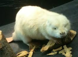 Albino Beaver Rare Albino Animals Albino Animals Rare Animals