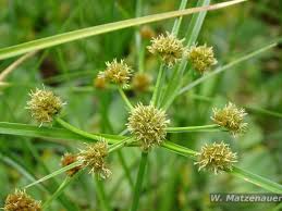 Image result for Oxycaryum