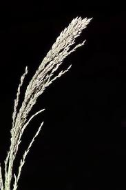 Image result for Eragrostis caniflora