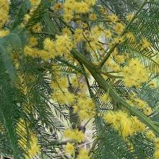 Image result for Acacia decurrens