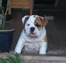 Find out what works well at bulldog fence from the people who know best. This Bulldog Loves Watching The Street Through A Hole So His Owners Paint 2 Costumes On The Fence Bored Panda