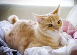 The prognosis for a cat with stomach cancer depends on the type of cancer and how advanced the cancer is at the time of diagnosis. Feline Pancreatitis Signs Of Trouble