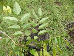 Image result for Dalbergia bracteolata