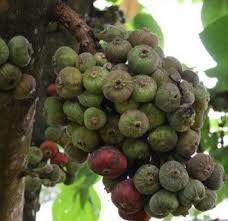 Demikianlah pembahasan tentang cara menanam buah tin semoga dapat bermanfaat untuk anda. 11 Cara Menanam Buah Tin Agar Cepat Berbuah