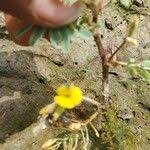 Image result for Aeschynomene elaphroxylon