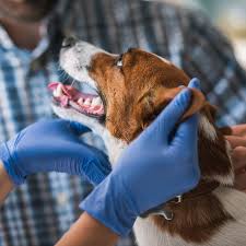 The rspca veterinary team provides the best of care to all animals. Garden Grove Ca 92845 Veterinarian Vet Care Pet Clinic