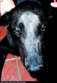 A dog with nose cancer will also show respiratory symptoms, such as excessive sneezing. Symptoms Tips And Treatment Options For Dog Nose Cancer