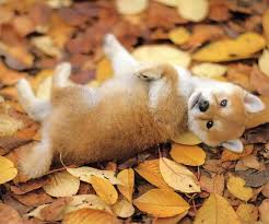 — enter your full delivery address (including a zip code and an apartment number), personal details, phone number, and an email address.check the details provided and. Shiba Puppies Is The Shiba Inu Right For You Furry Babies