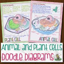 The plasma membrane contains glycolipids and glycoproteins which allow it to be identified by other cells. Animal And Plant Cells Doodle Diagrams