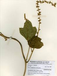 Image result for Neorautanenia mitis