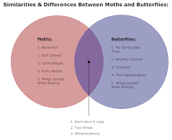 Butterflies Moths Venn Diagram Venn Diagram Biology Diagrams Venn Diagram Examples